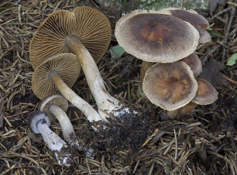 Cortinarius kauffmanianus